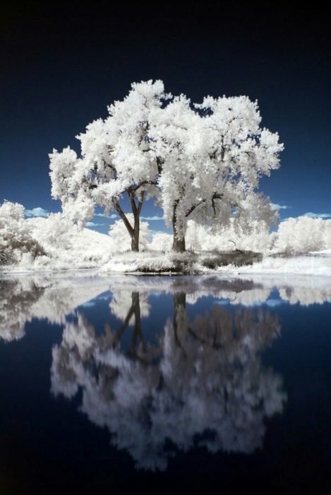 Árbol blanco, Telatyn, Polonia