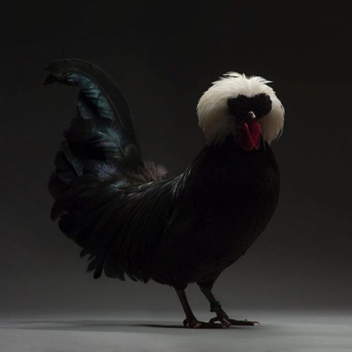 pollo negro con plumas blancas en la cabeza