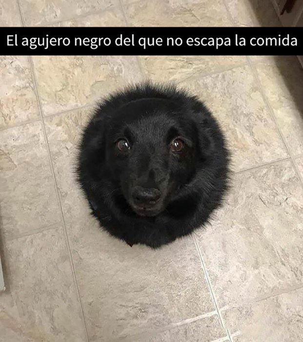 perrito bolita negra 