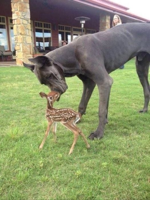 animales tiernos