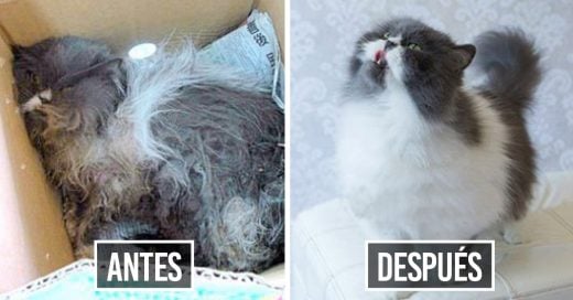 Cover antes y después gatos rescatados
