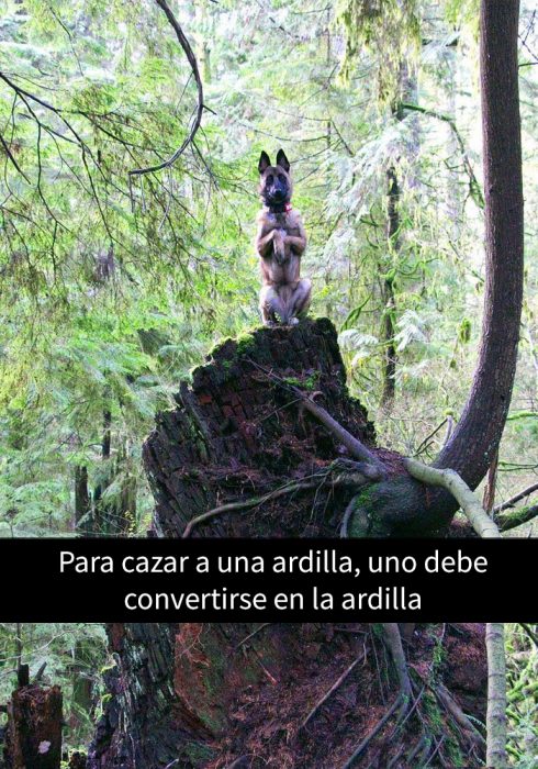 pastor alemán en dos patitas 