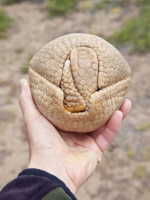 armadillo hecho bolita