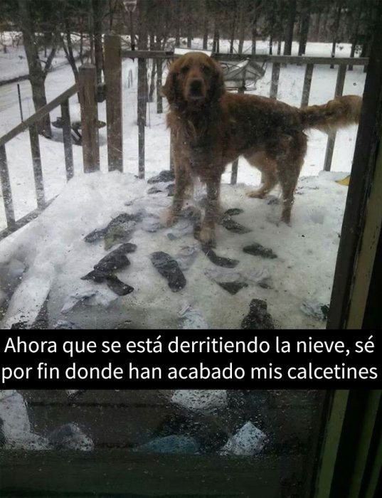 perrito con calcetines 