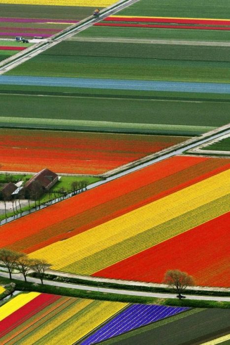 Campos de flores, Amsterdam, Países Bajos