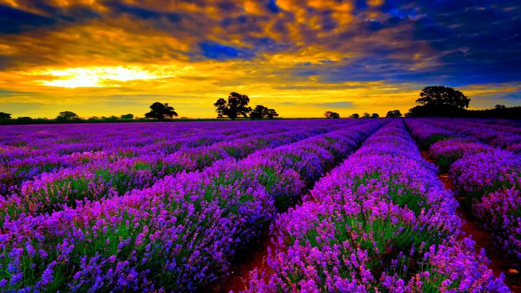 campos de lavanda, Francia 