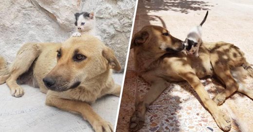 Cover Gatito y perro abandonados se convierten en mejore amigos