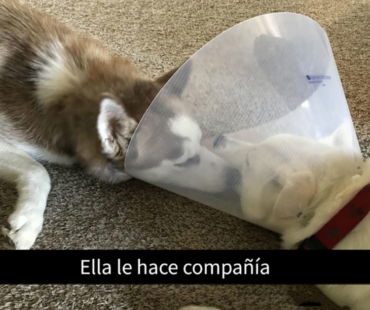 perrito husky con otro perrito que tiene un cono 