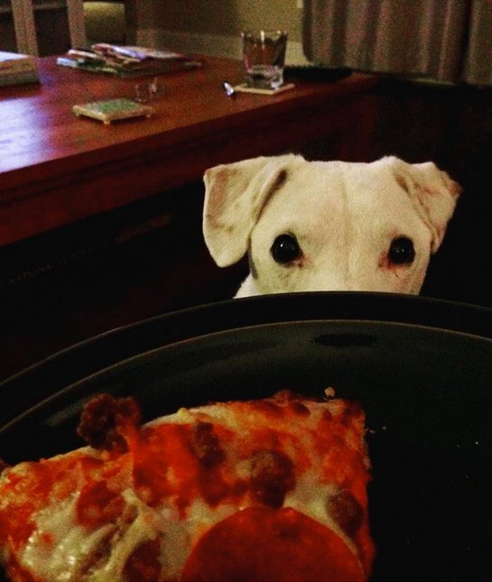 perro pizza