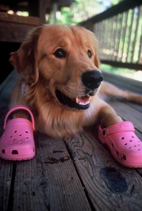 perro crocs