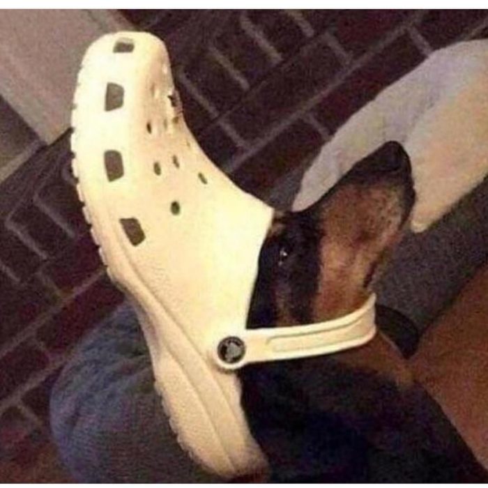 perrito zapato crocs