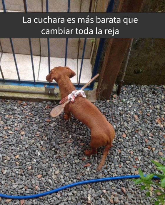 perrito con una cuchara atada a la espalda 