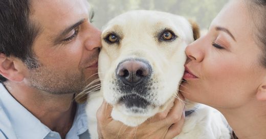 Cover Confesiones que todo amante canino se niega a aceptar