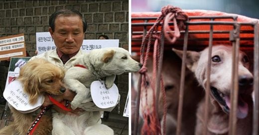 Cover Un tribunal en Corea del Sur ha dictaminado que matar perros por carne es ilegal