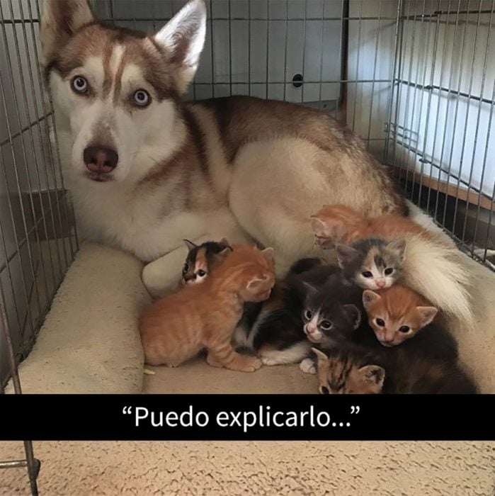 husky con gatitos 