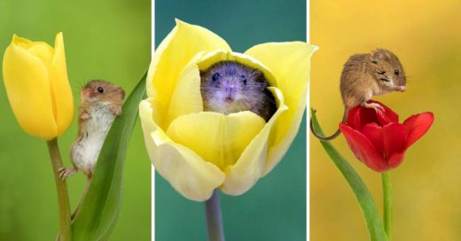 Cover Fotógrafo realizó una sesión con ratoncitos y tulipanes