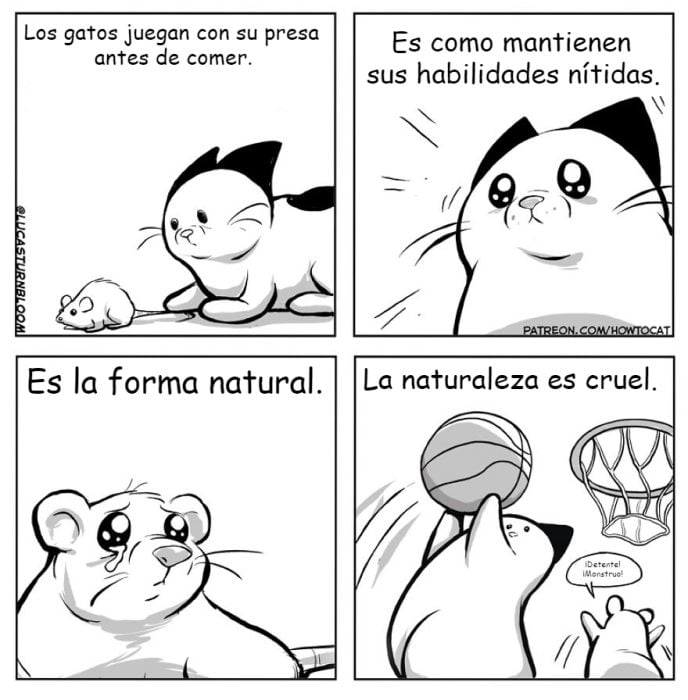 historia gatito rescatado