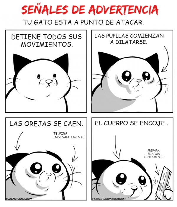 historia gatito rescatado