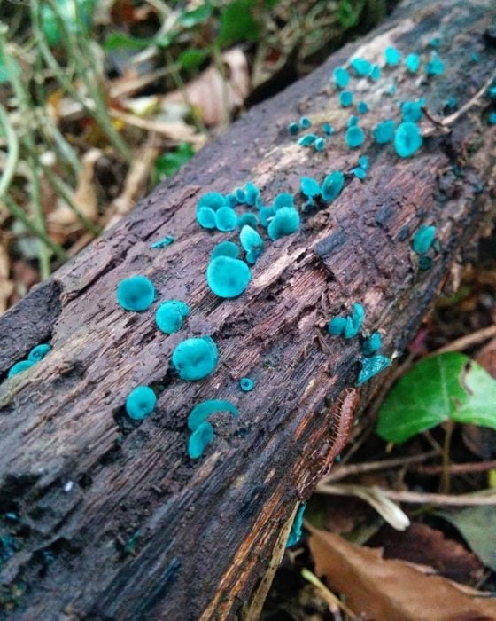 hongos azules en un tronco 