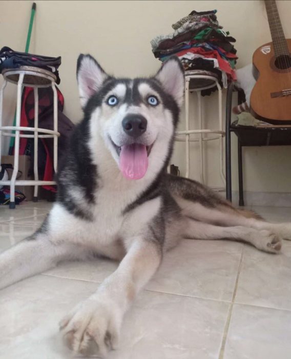 husky rescatado