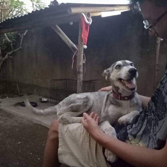 husky rescatado