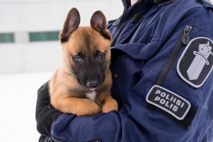 mascotas que te harán el día