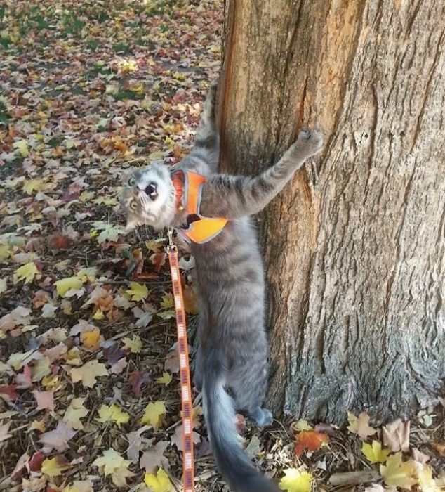 mascotas que te harán el día