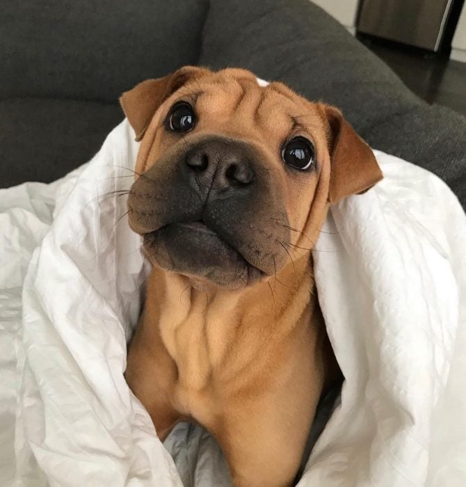 mascotas que te harán el día