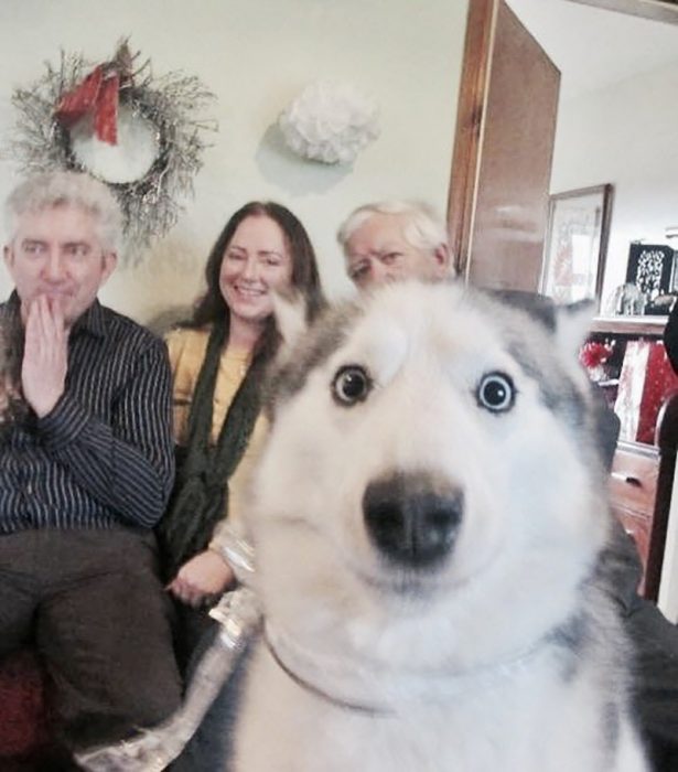 perrito entrometiéndose en la foto 