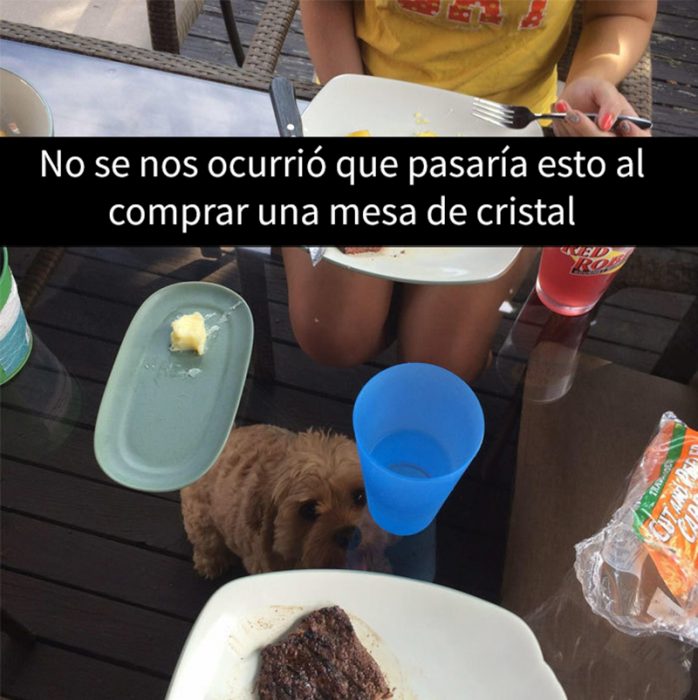 perrita bajo una mesa transparente 