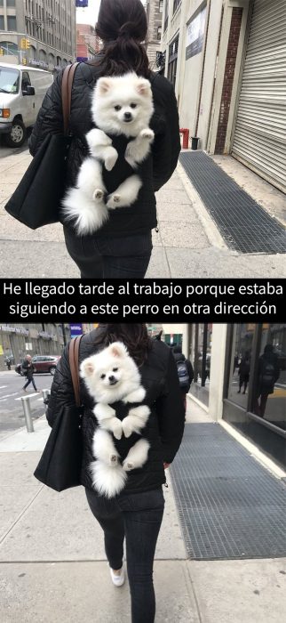 perrito en una mochila 