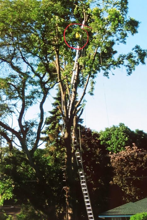 hombre en escaleras podando un árbol 