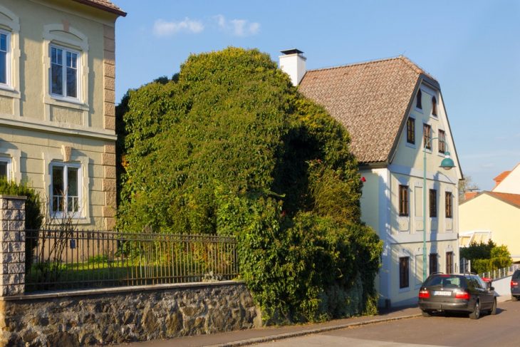 casa llena de hierba 