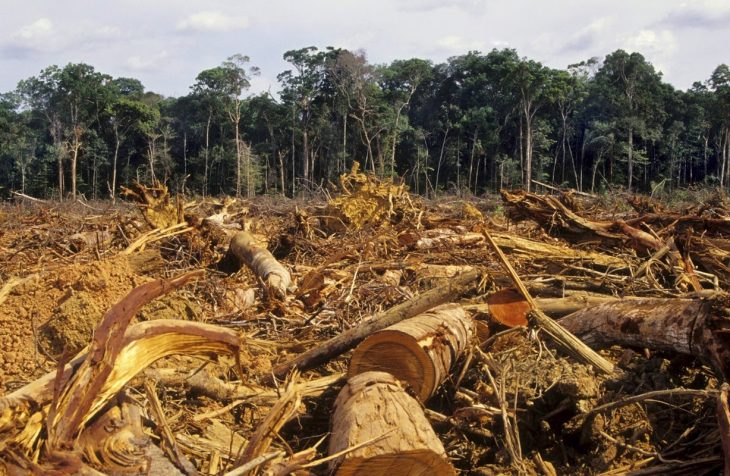 noruega prohíbe la deforestación