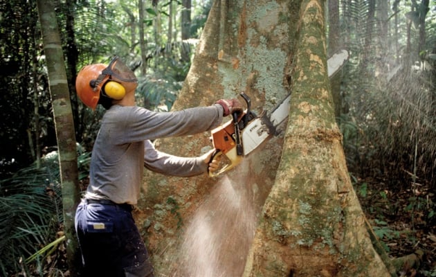 noruega prohíbe deforestación