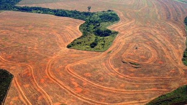 noruega prohíbe deforestación