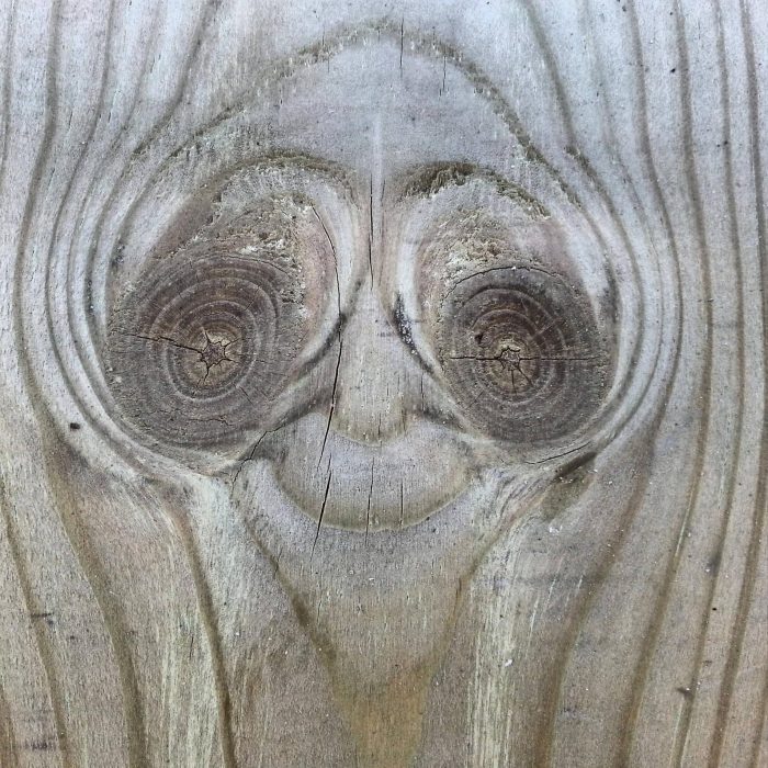 trozo de madera que parece un alienígena 