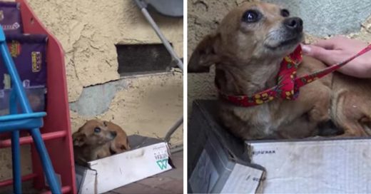 Cover Esta perra con tres patas dormía en una caja de zapatos en la calle hasta que por fin la rescataron