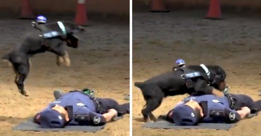 Cover Perrito salva de forma espectacular a un policía y demuestra su lealtad