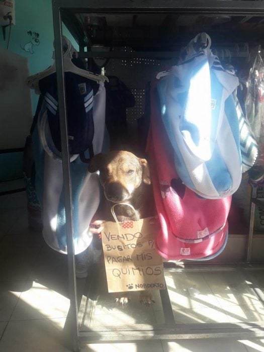 perrito mestizo con cartel 