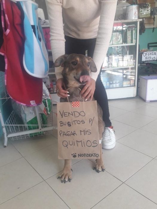 perrito con cartel que dice vendo busitos 