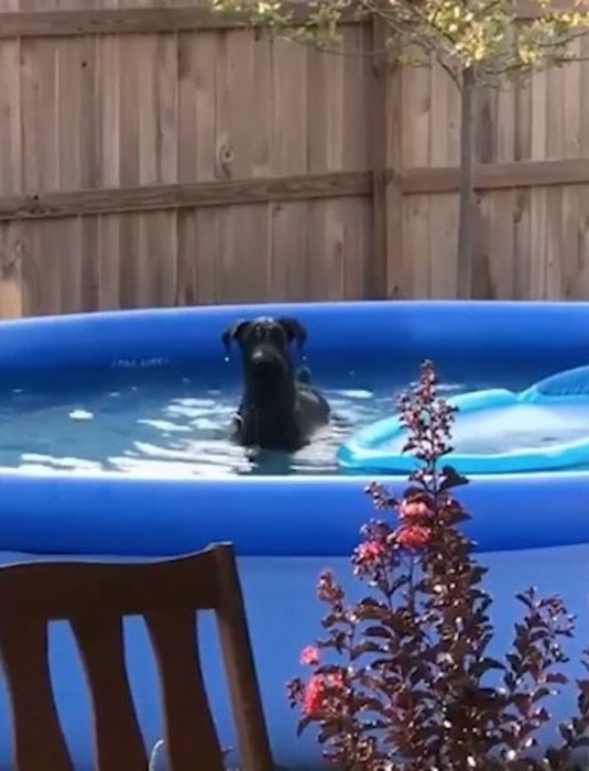perrito nadando