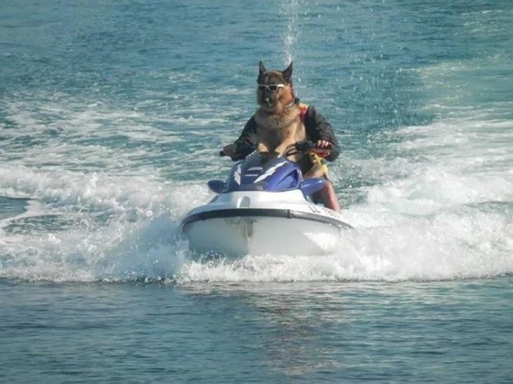 perrito en jet ski 