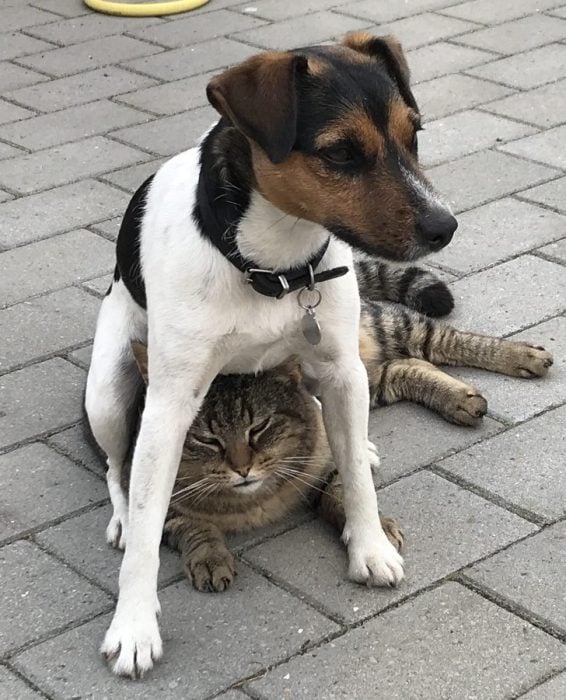 perritos que no te dejan estar triste