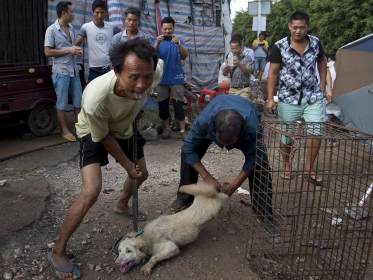 perrito maltratado