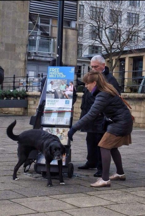 perro orinando