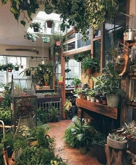 plantas para decorar tu casa