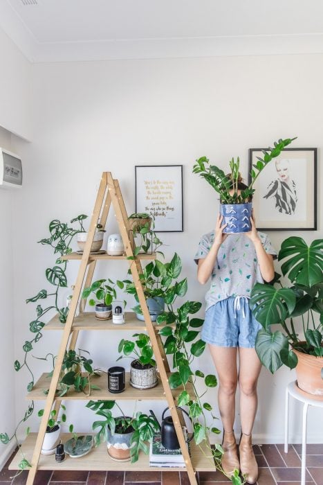 decoración con plantas casa hogar