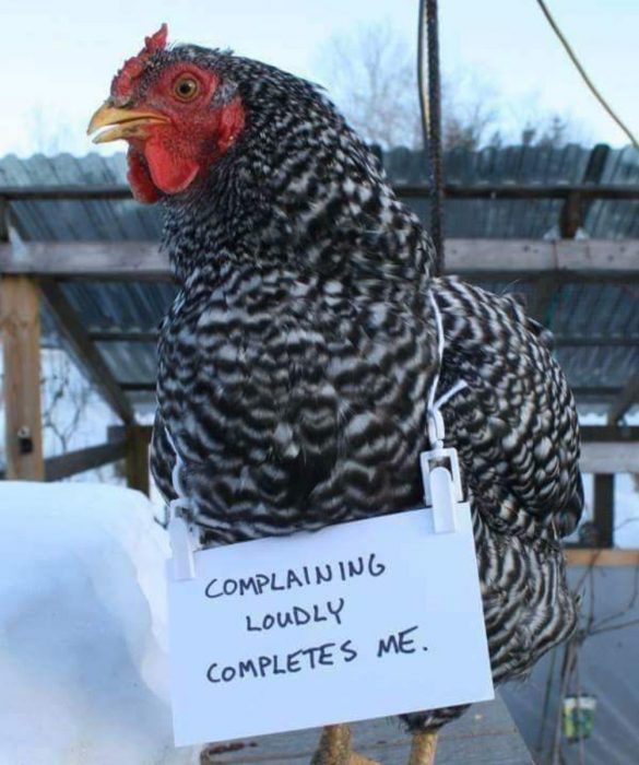 pollo avergonzado 