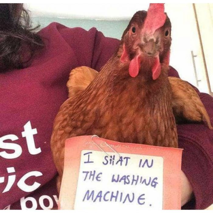 pollo avergonzado